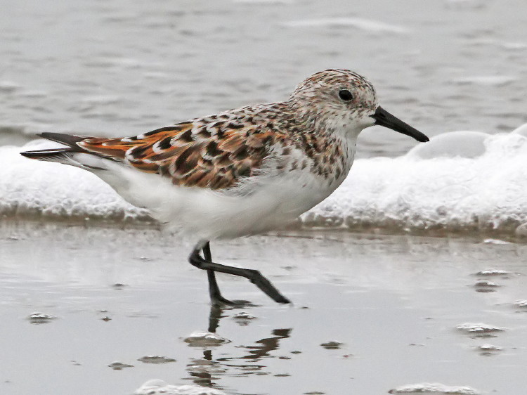 Sanderling&nbsp;