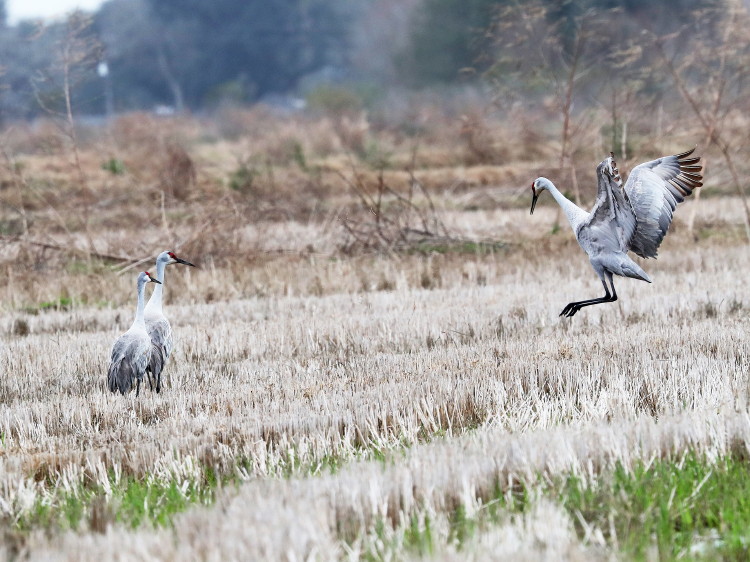 Sandhill Crane