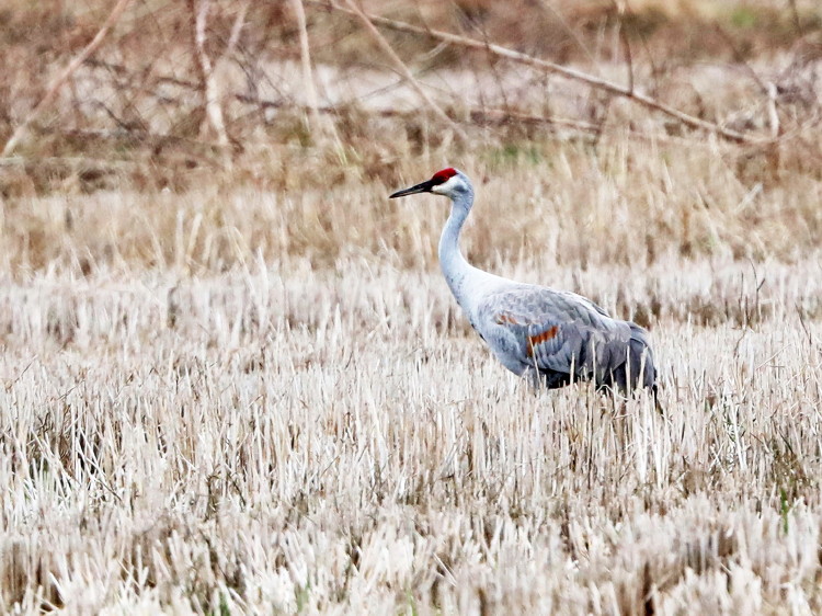 Sandhill Crane