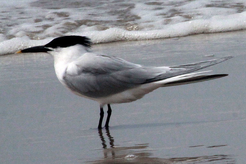 Sandwich Tern