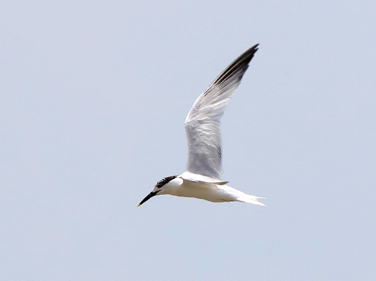 Sandwich Tern