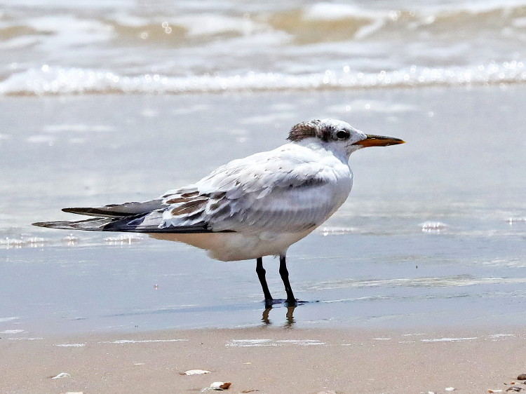 Sandwich Tern