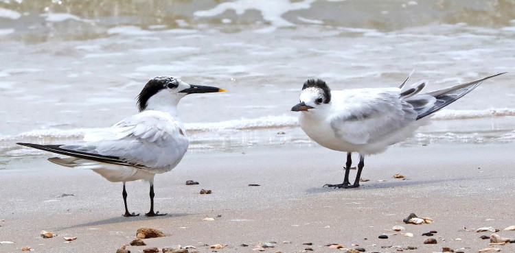 Sandwich Tern