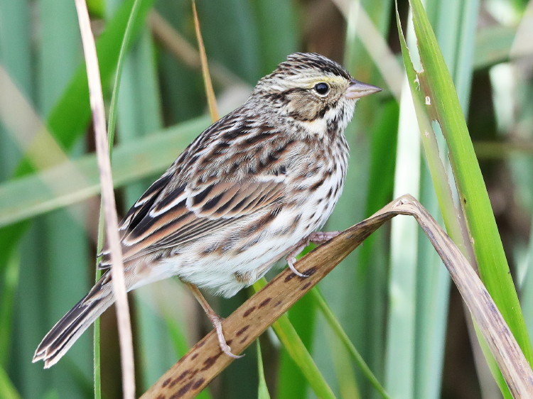 Savannah Sparrow