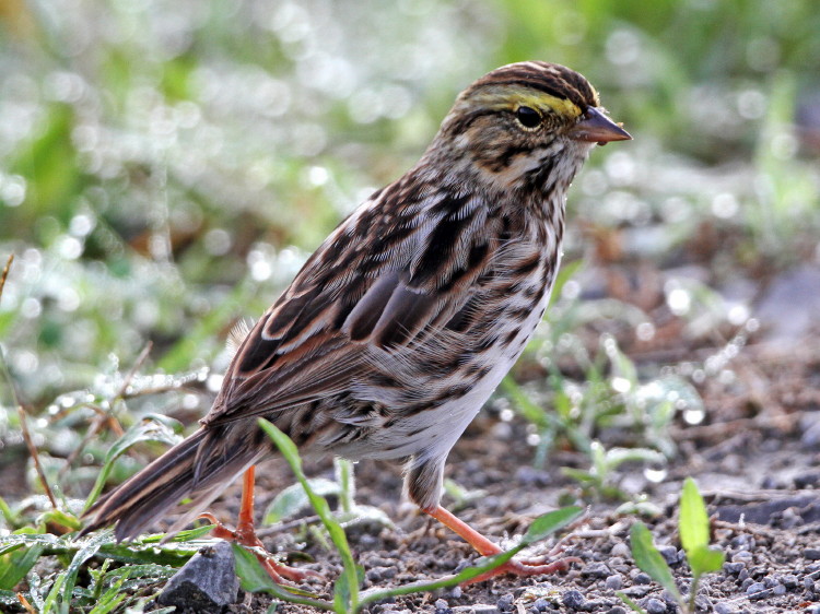 Savannah Sparrow