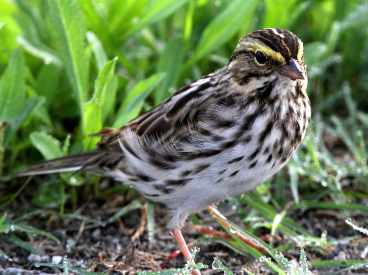 Savannah Sparrow