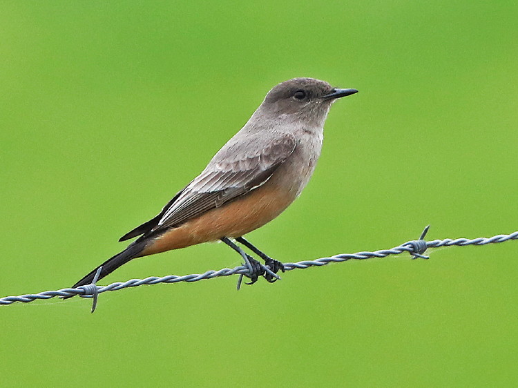 Say's Phoebe