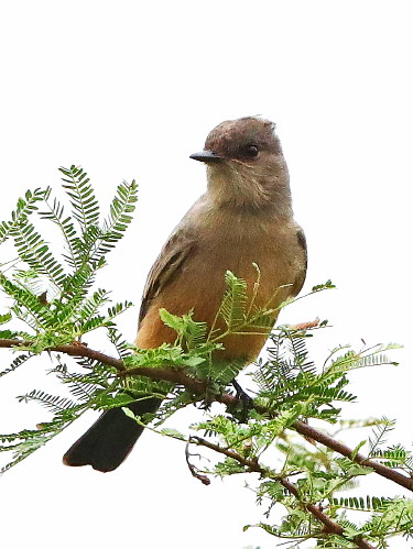 Say's Phoebe
