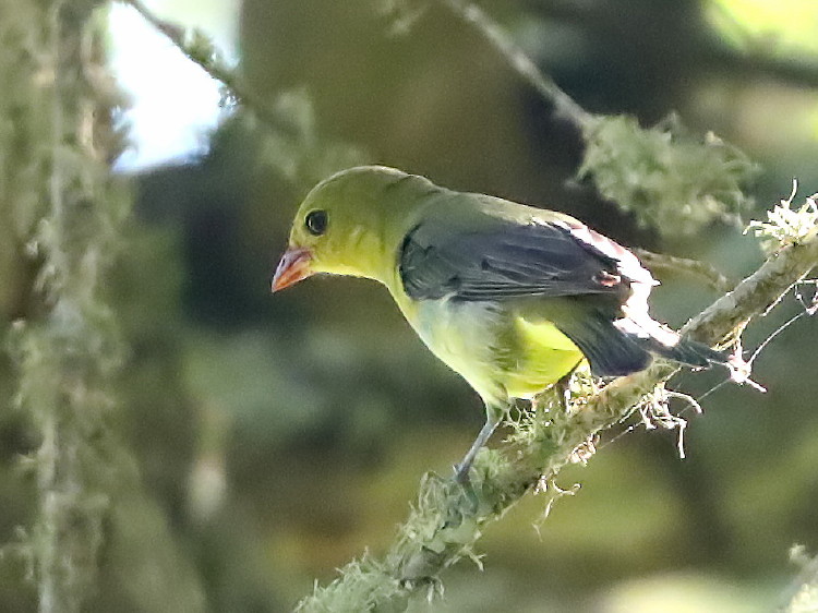 Scarlet Tanager