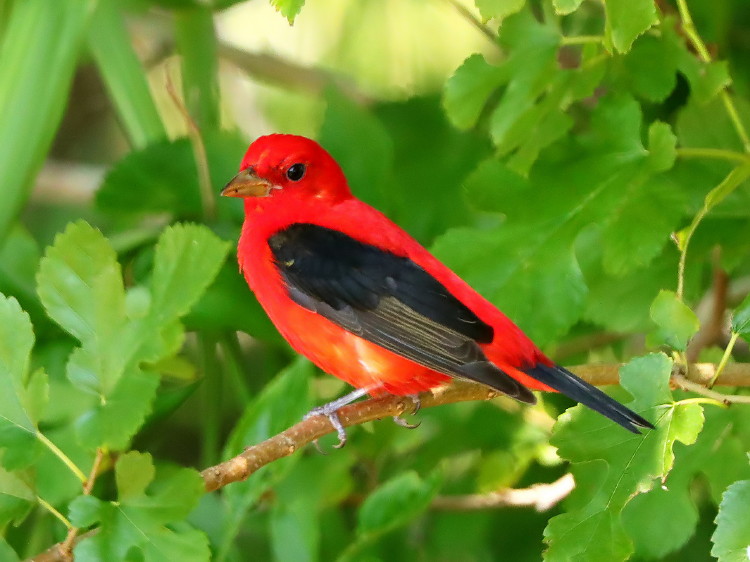 Scarlet Tanager