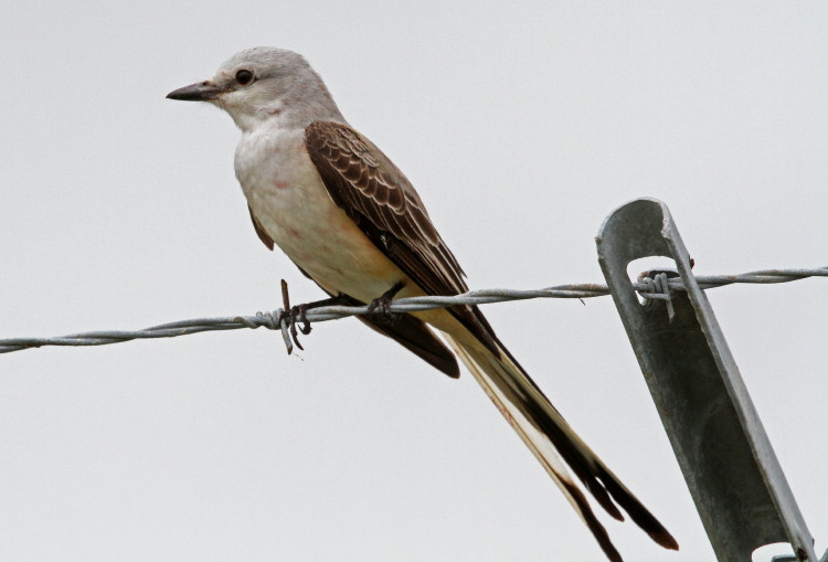 Scissor-tailed Flycatcher