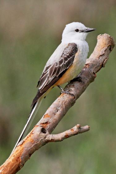 Scissor-tailed Flycatcher
