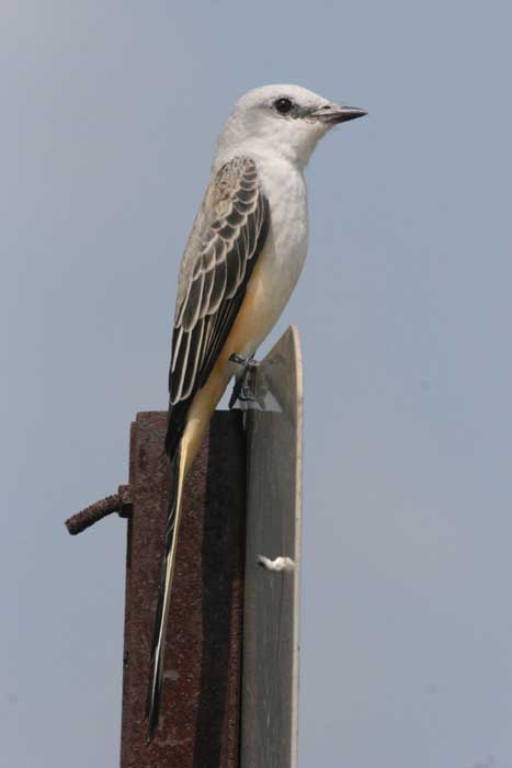 Scissor-tailed Flycatcher