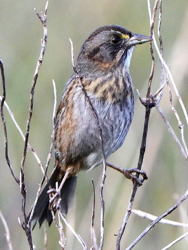 Seaside Sparrow