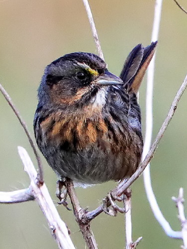 Seaside Sparrow