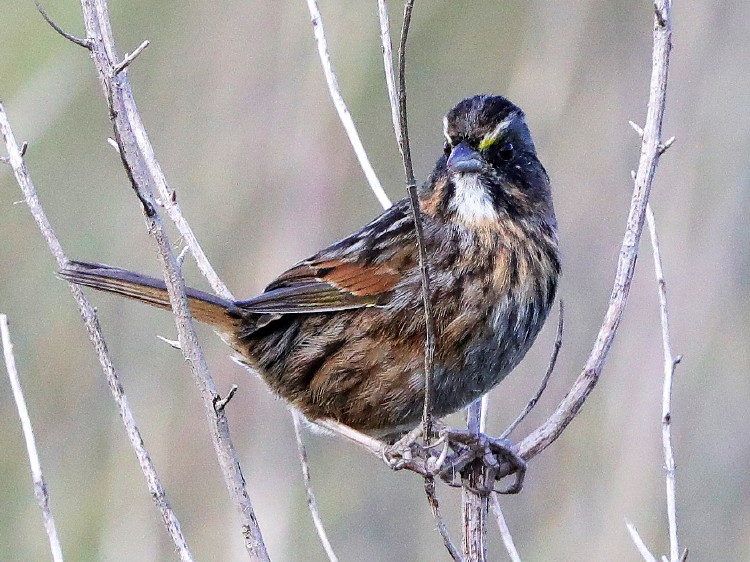 Seaside Sparrow
