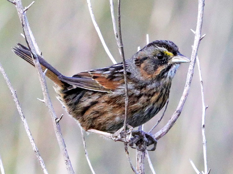 Seaside Sparrow