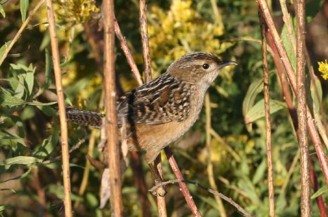 Sedge Wren