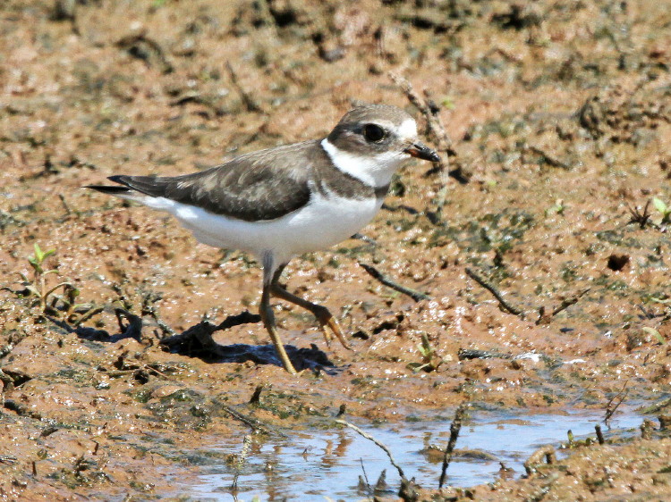 Semipalmated Plover