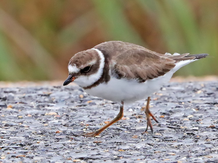 Semipalmated Plover