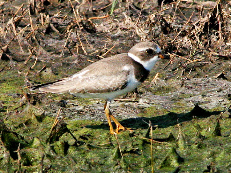 Semipalmated Plover