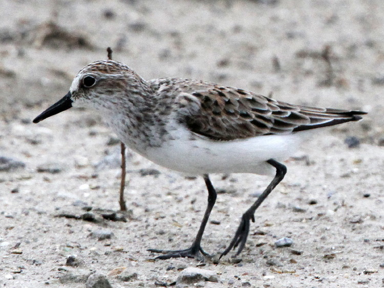 Semipalmated Sandpiper