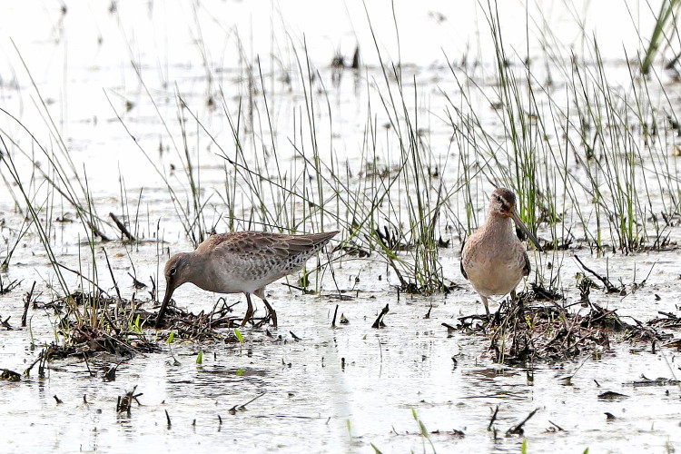 Short-billed Dowitcher