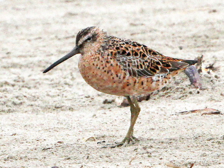 Short-billed Dowitcher