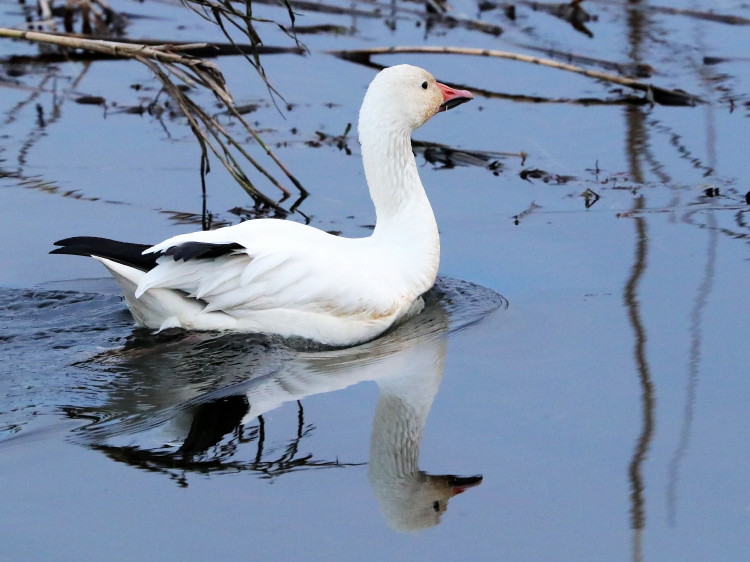 Snow Goose