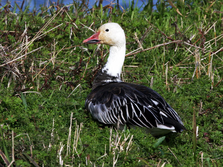 Snow Goose (Blue Goose)