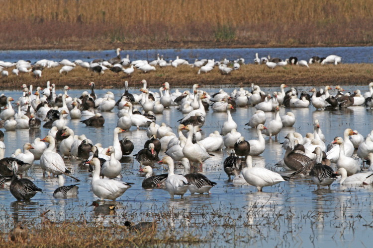 Snow Goose