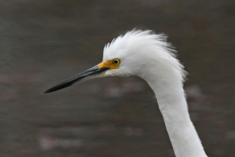 Snowy Egret