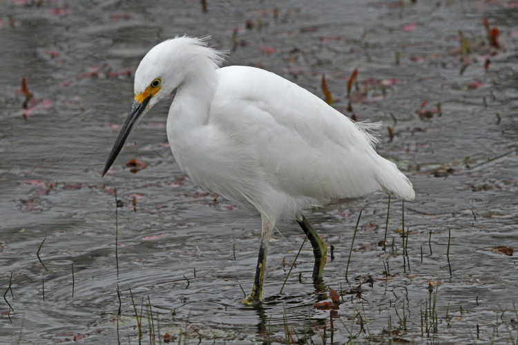 Snowy Egret