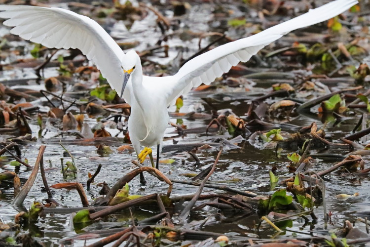 Snowy Egret