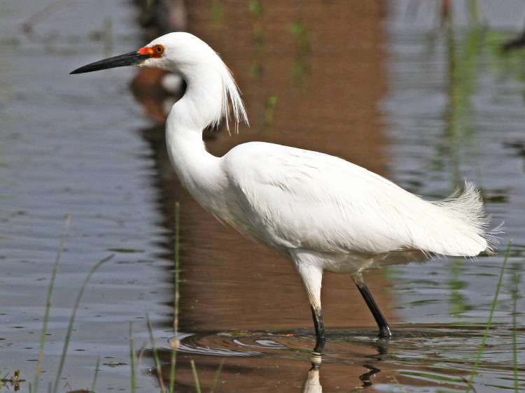 Snowy Egret