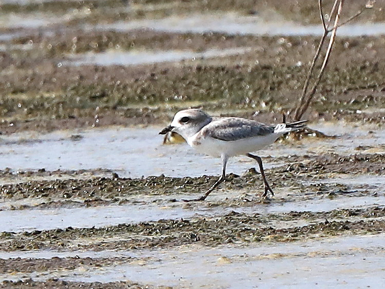 Snowy Plover