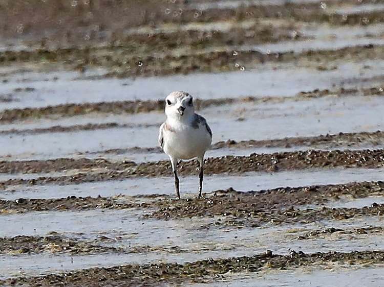 Snowy Plover