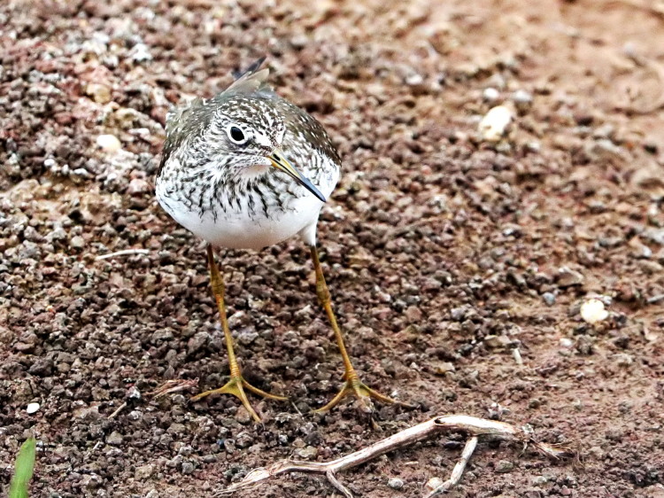 Solitary Sandpiper