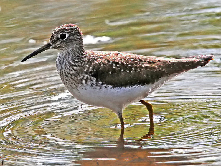 Solitary Sandpiper