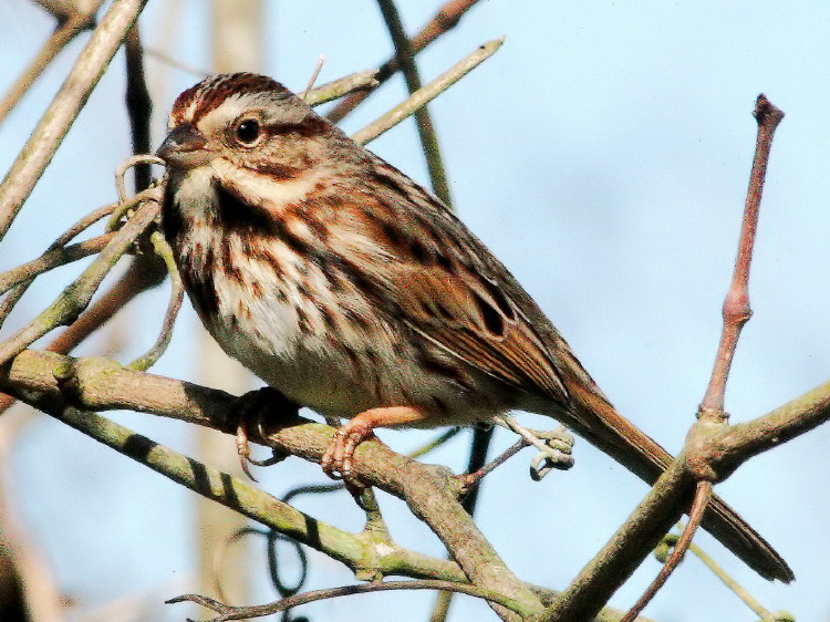 Song Sparrow