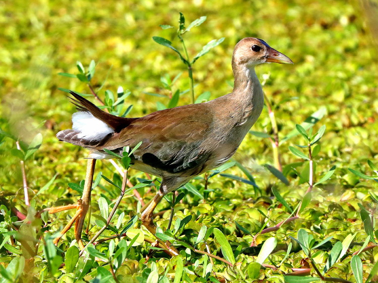 Sora