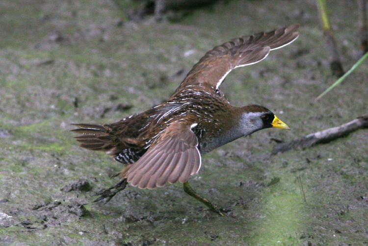 Sora