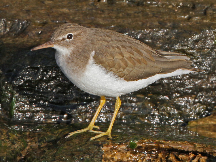 Spotted Sandpiper