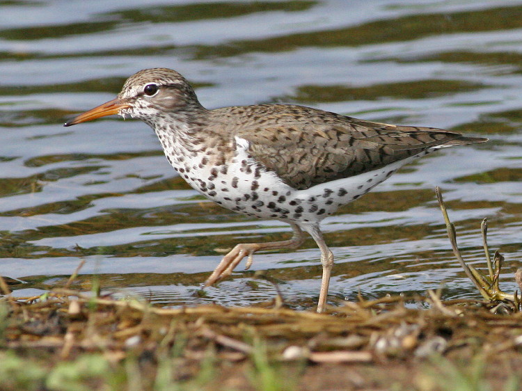 Spotted Sandpiper