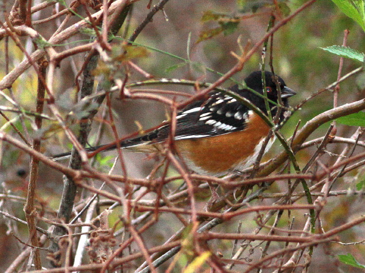 Spotted Towhee