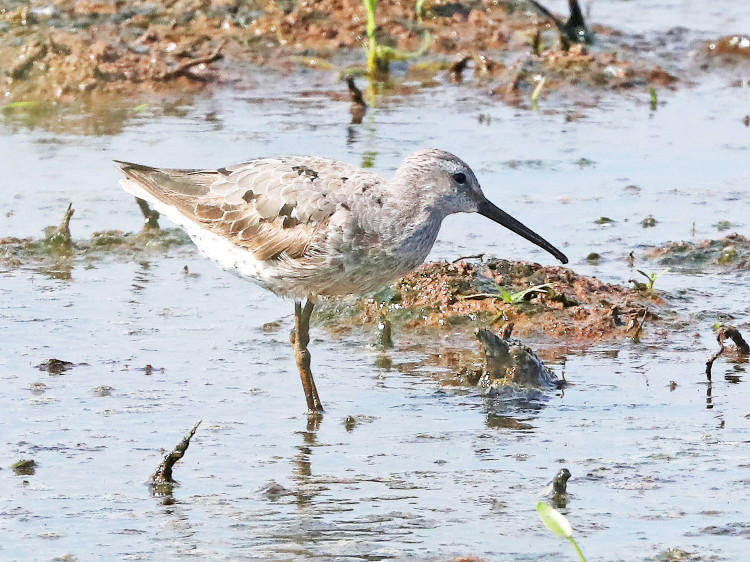 Stilt Sandpiper