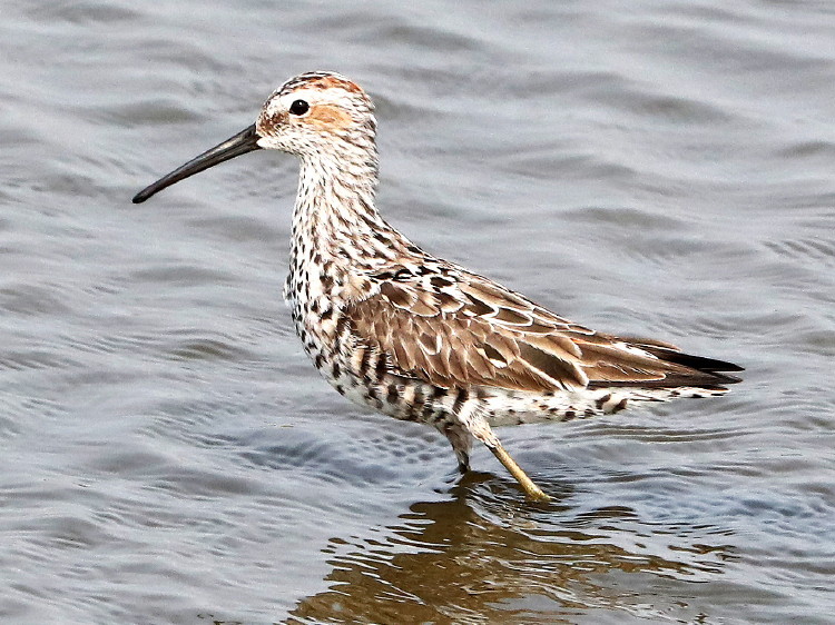 Stilt Sandpiper