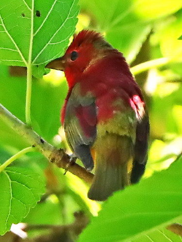 Summer Tanager
