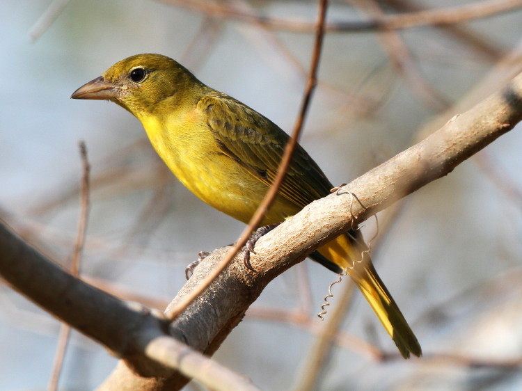 Summer Tanager