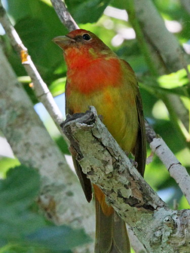 Summer Tanager